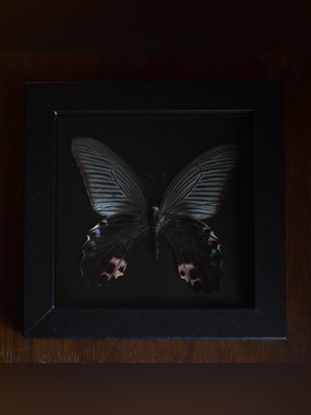 Framed butterfly specimen